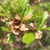 Dodonaea viscosa Jacq.